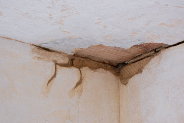 Best Basement water damage restoration  in Belleville, MI