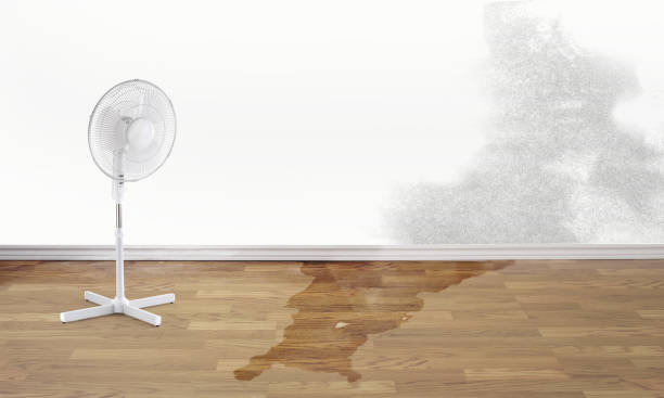 Best Professional water damage repair  in Belleville, MI