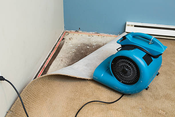 Best Ceiling water damage repair  in Belleville, MI